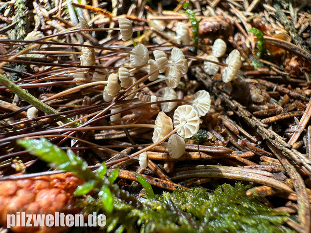 Nadelstreu-Käsepilzchen, Käsepilzchen, Marasmius wettsteinii