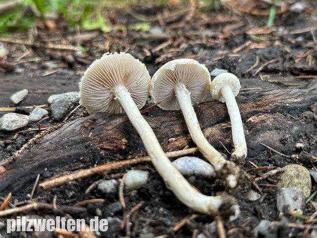 Weißer Ackerling, Rissiger Ackerling, Agrocybe dura