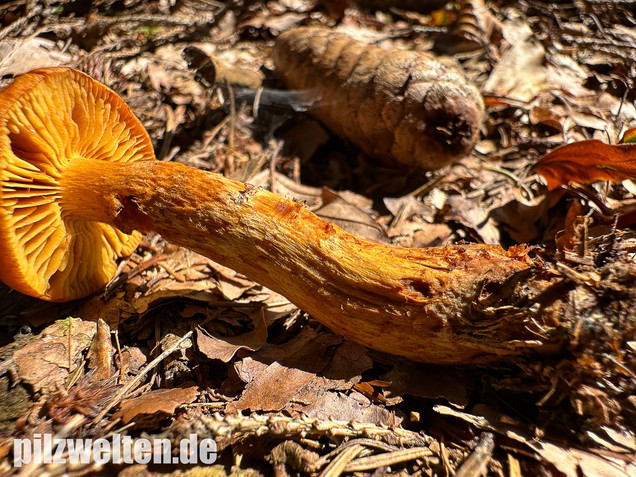 Zitronengelber Raukopf, Aureonarius limonius