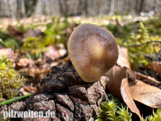 Bitterer Kiefernzapfenrübling, Strobilurus tenacellus