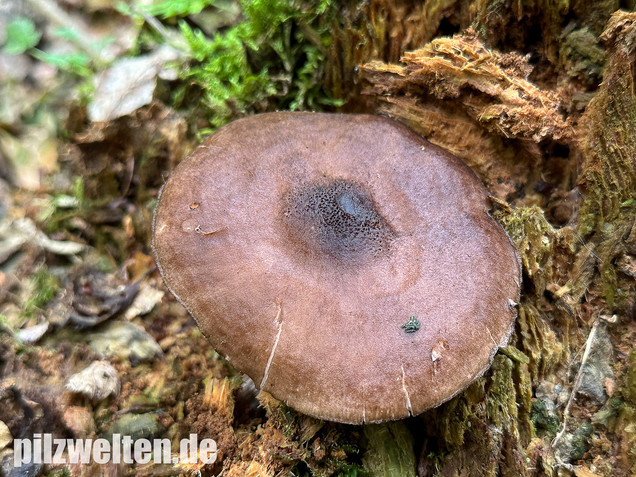 Schwarzschneidiger Dachpilz, Pluteus atromarginatus