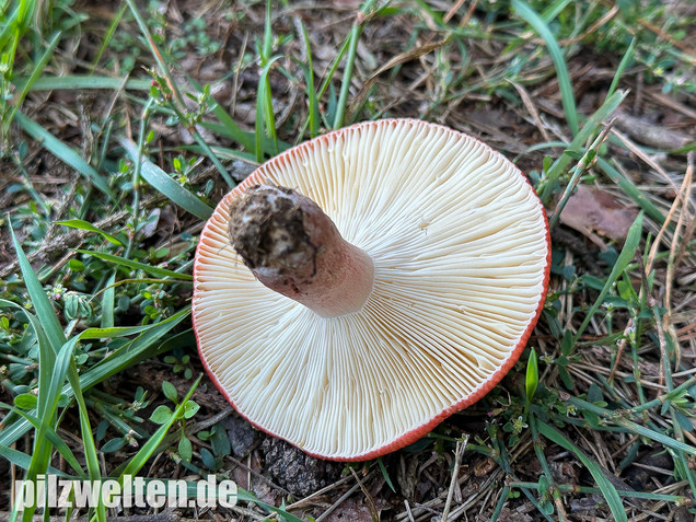 Blutroter Täubling, Bluttäubling, Russula sanguinaria