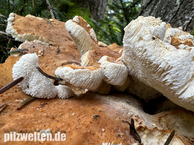 Bergporling, Bondarzewia mesenterica