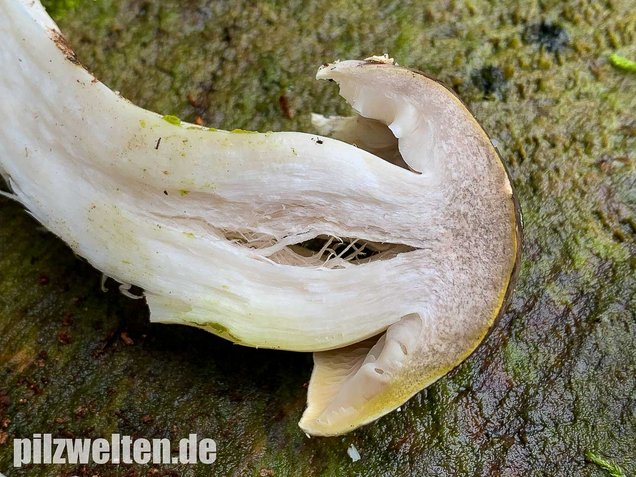 Schneeritterling, Tricholoma portentosum