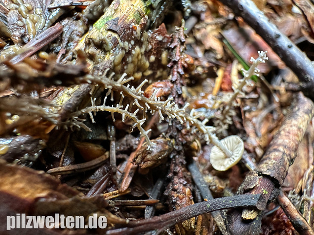 Traubenstieliger Sklerotienrübling, Dendrocollybia racemosa