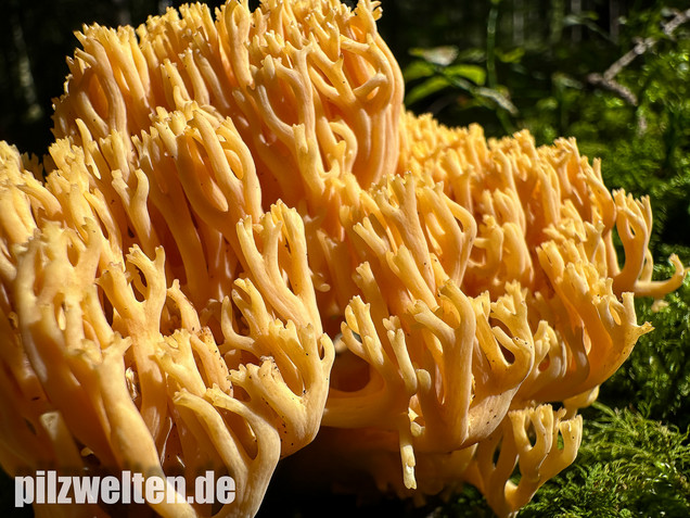 Gebirgskoralle, Largents Korallenpilz, Ramaria largentii