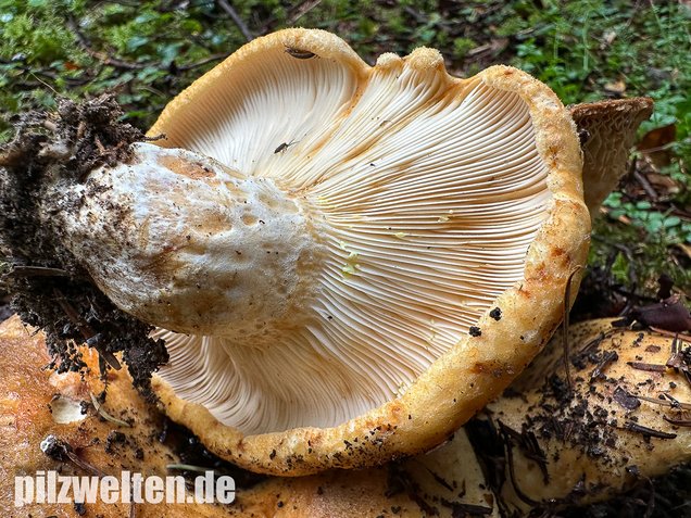 Grubiger Weißtannenmilchling, Lactarius intermedius