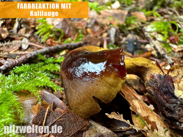 Grünblättriger Hautkopf, Hainbuchenhautkopf, Cortinarius olivaceofuscus