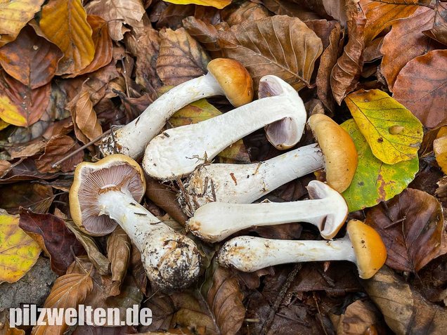 Ziegelgelber Schleimkopf, Semmelgelber Schleimkopf, Cortinarius varius