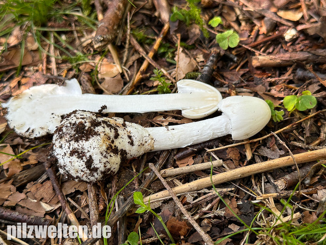 Kegelhütiger Knollenblätterpilz, Amanita virosa