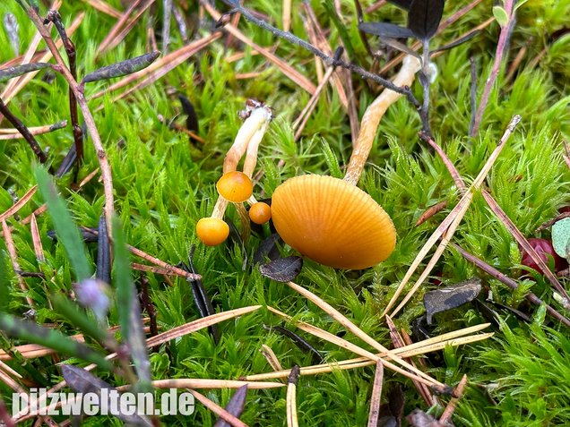 Gesäumter Häubling, Moorhäubling, Galerina paludosa