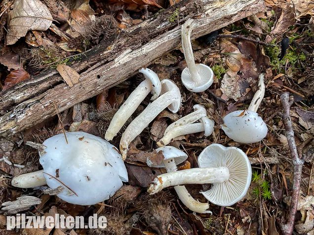 Elfenbein-Schneckling, Hygrophorus eburneus