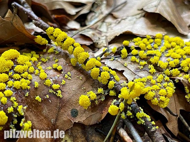 Gelber Eierschleimpilz, Physarum virescens