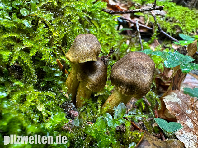 Grünblättriger Hautkopf, Hainbuchenhautkopf, Cortinarius olivaceofuscus