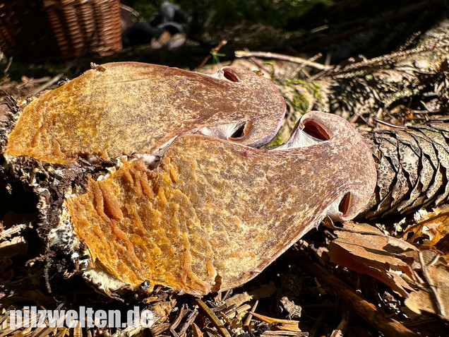 Lila-Dickfuß, Safranfleischiger Dickfuß,  Cortinarius traganus