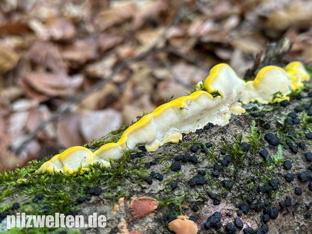 Gilbende Tramete, Spitzwarzige Weißfäuletramete, Antrodiella serpula