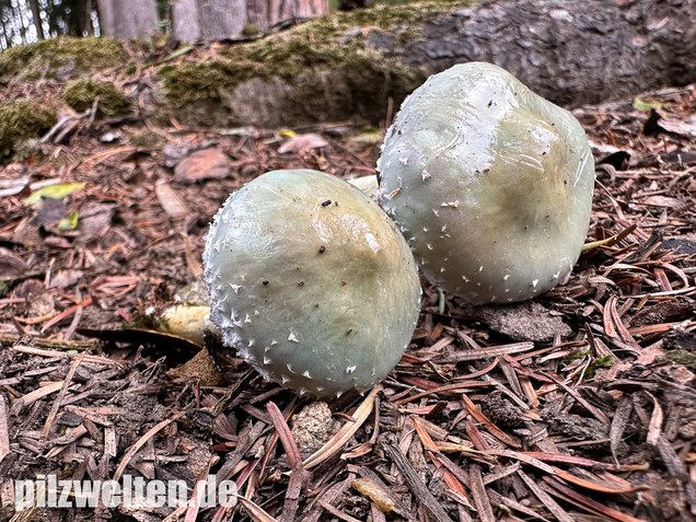 Grünspanträuschling, Stropharia aeruginosa