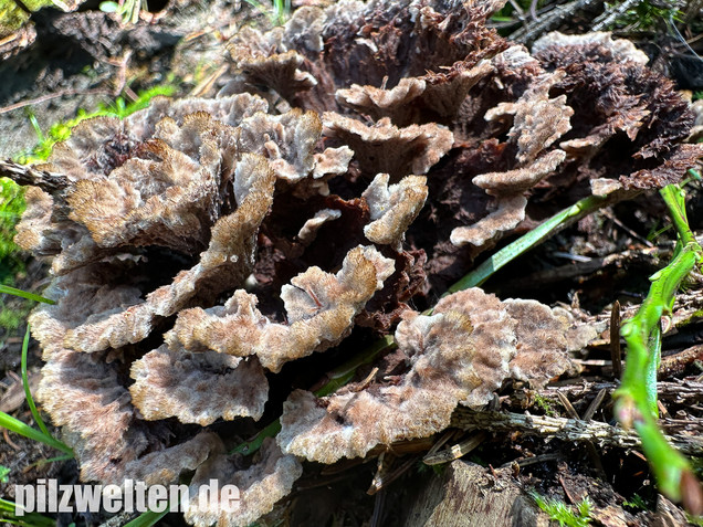 Gemeiner Erdwarzenpilz, Thelephora terrestris