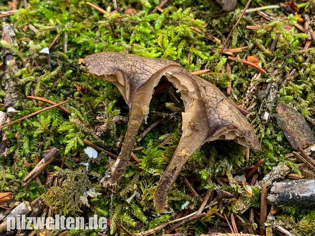 Grauer Mehltrichterling, Clitocybe ditopa