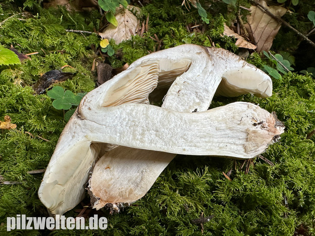 Seidiger Tigerritterling, Tricholoma filamentosum