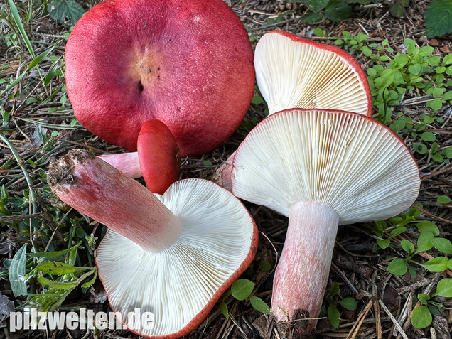 Blutroter Täubling, Bluttäubling, Russula sanguinaria