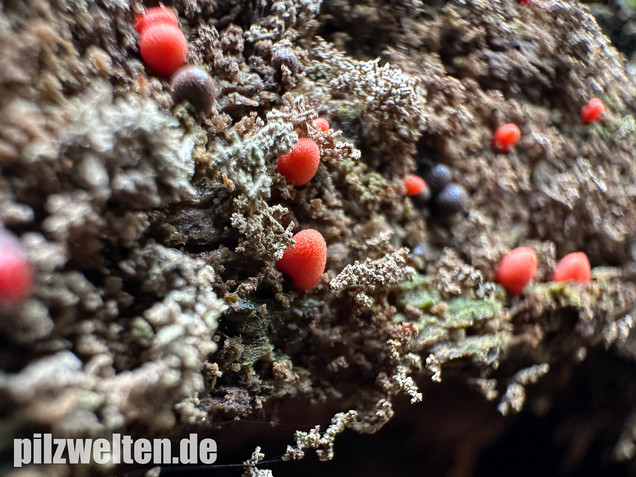 Konischer Blutmilchpilz, Konischer Milchstäubling, Lycogala conicum