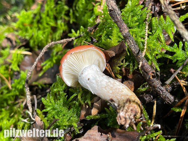 Rosenroter Gelbfuß, Gomphidius roseus