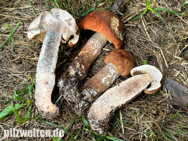 Laubwald-Rotkappe, Eichenrotkappe, Leccinum aurantiacum