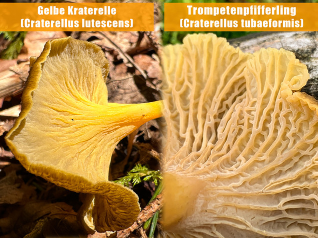 Starkriechender Trompetenpfifferling, Gelbe Kraterelle, Craterellus lutescens