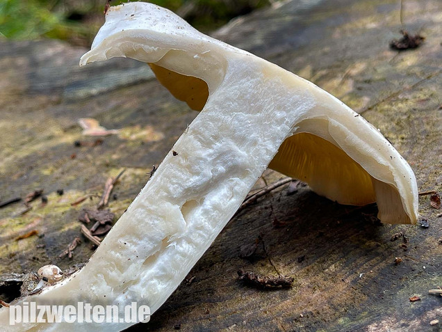 Weißer Büschelrasling, Leucocybe connata