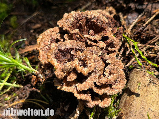 Gemeiner Erdwarzenpilz, Thelephora terrestris