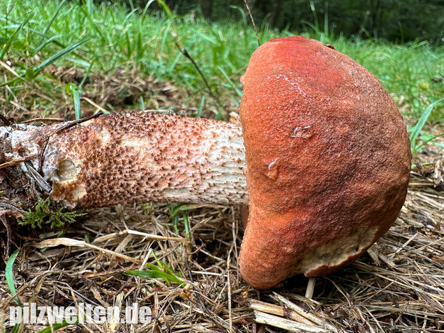 Laubwald-Rotkappe, Eichenrotkappe, Leccinum aurantiacum