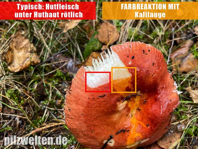 Apfeltäubling, Russula paludosa