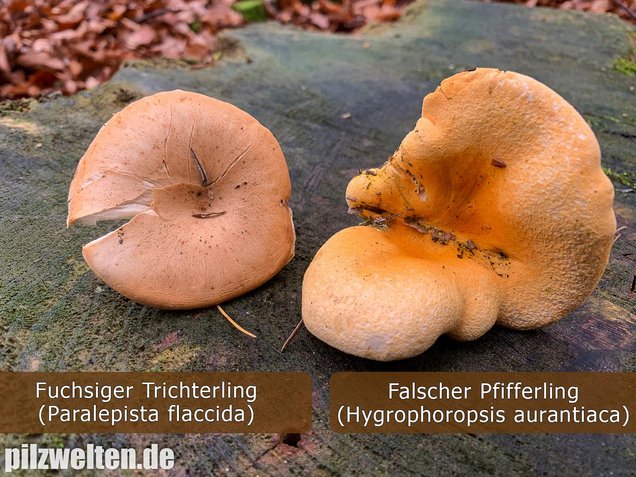 Fuchsiger Trichterling, Paralepista flaccida