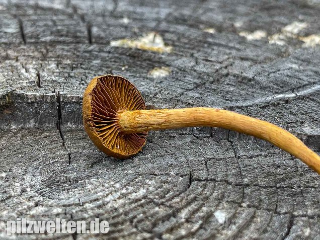 Zimthautkopf, Cortinarius cinnamomeus