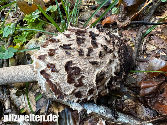 Rußbrauner Riesenschirmling, Düsterer Parasol, Macrolepiota procera var. fuliginosa