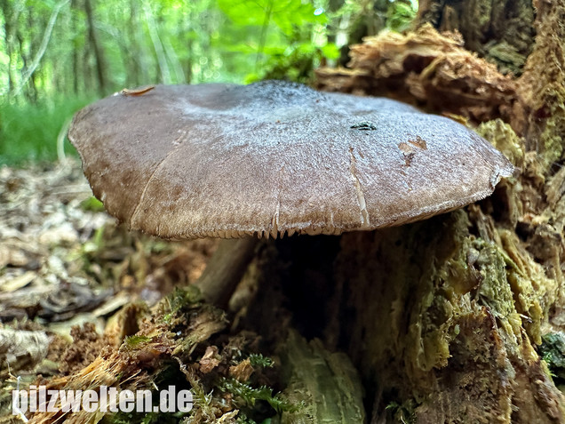 Schwarzschneidiger Dachpilz, Pluteus atromarginatus