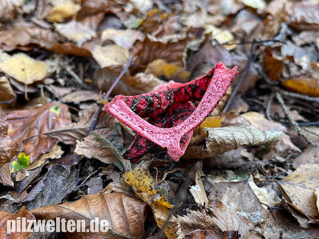 Tintenfischpilz, Clathrus archeri