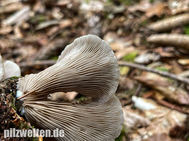 Großes Stummelfüßchen, Crepidotus autochthonus