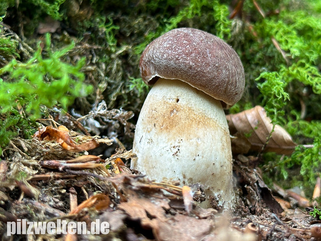 Kiefernsteinpilz, Rothütiger Steinpilz, Boletus pinophilus