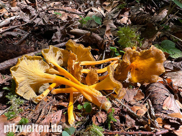 Starkriechender Trompetenpfifferling, Gelbe Kraterelle, Craterellus lutescens