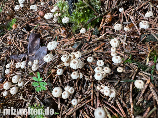 Nadelstreu-Käsepilzchen, Käsepilzchen, Marasmius wettsteinii