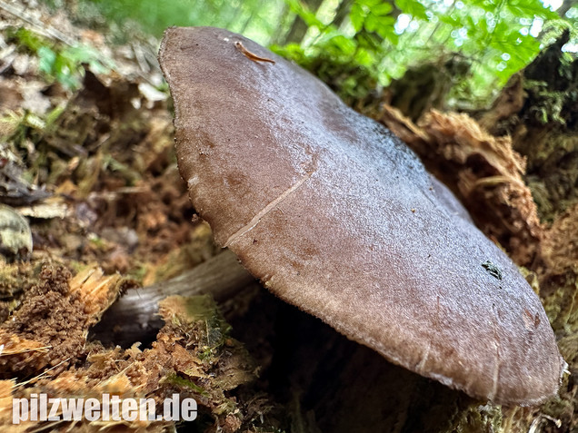 Schwarzschneidiger Dachpilz, Pluteus atromarginatus