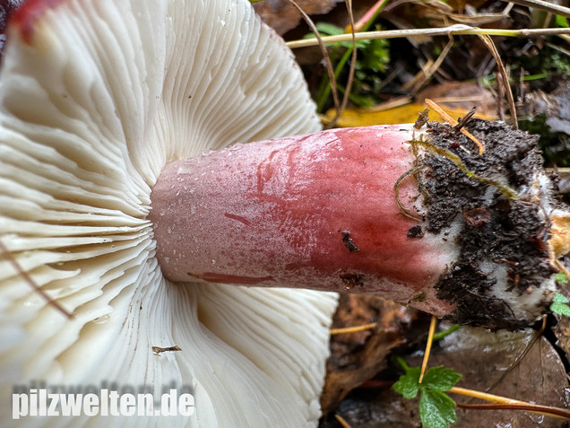 Dunkelroter Stachelbeertäubling, Russula fuscorubroides