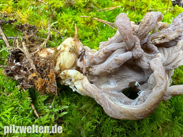 Graue Koralle, Grauer Keulenpilz, Clavulina cinerea