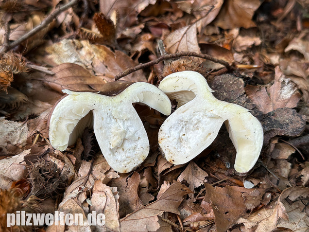 Weißstieliger Ledertäubling, Russula romellii