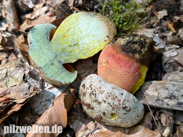 Blasshütiger Purpurröhrling, Rubroboletus rhodoxanthus