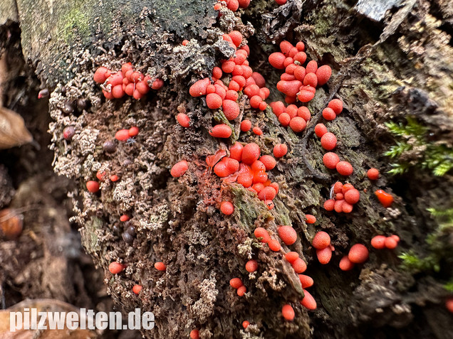 Konischer Blutmilchpilz, Konischer Milchstäubling, Lycogala conicum