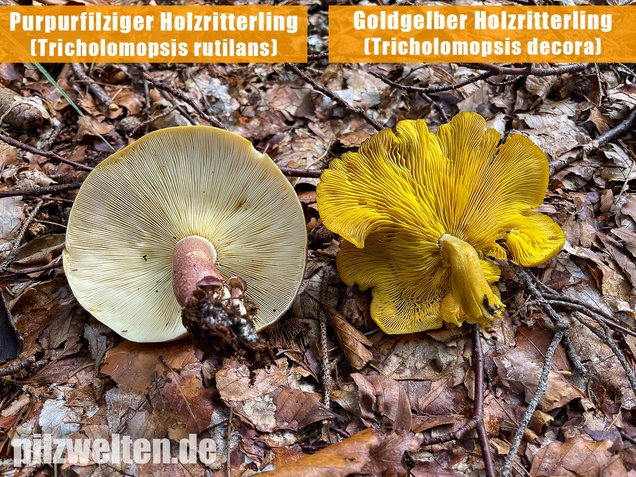 Goldgelber Holzritterling, Tricholomopsis decora