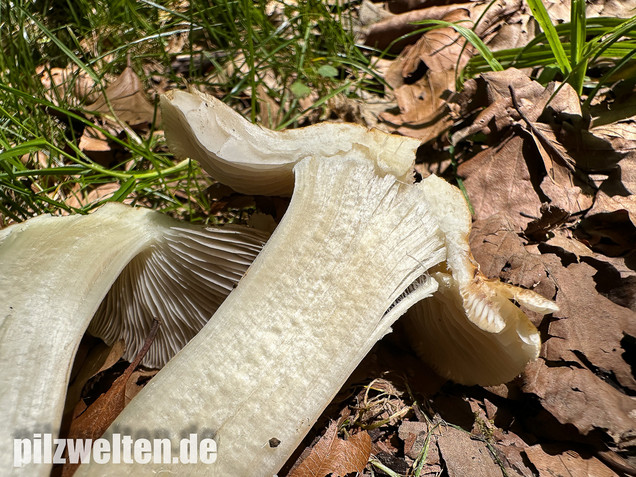 Graubeigeblättriger Risspilz, Sternsporiger Risspilz, Inocybe margaritispora